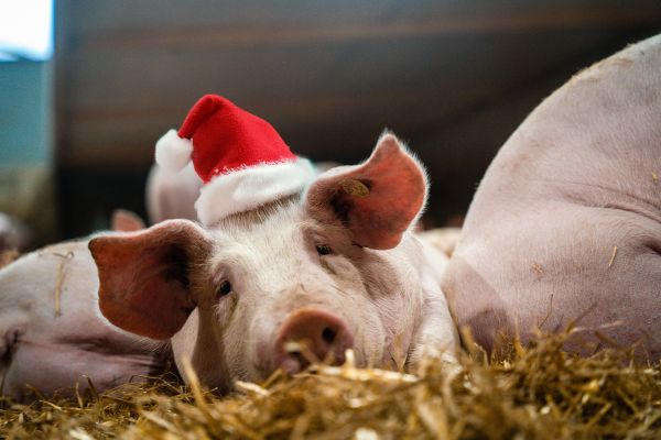 Weihnachtsbild Schwein